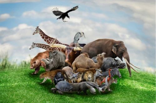 【政策报告】共建地球生命共同体：中国在行动——联合国生物多样性峰会中方立场文件 中英文对照